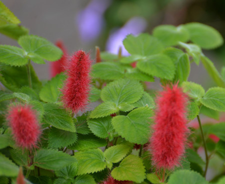 红色狗尾草叫什么