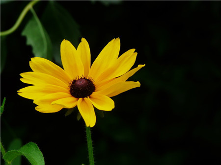 黑心菊开花及欣赏方法