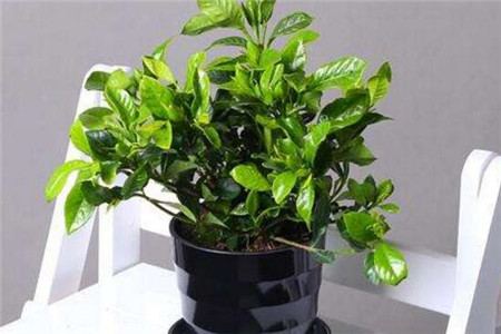 栀子花不开是怎么回事