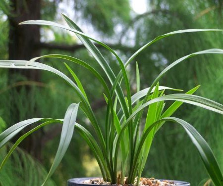 建兰叶发黑是怎么回事