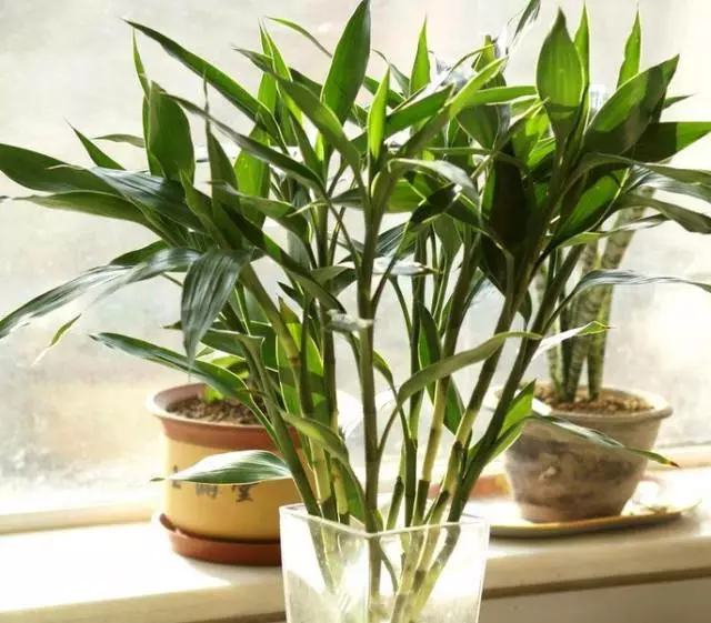 哪种花吸甲醛好