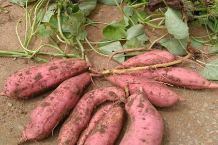 西瓜红薯苗特点