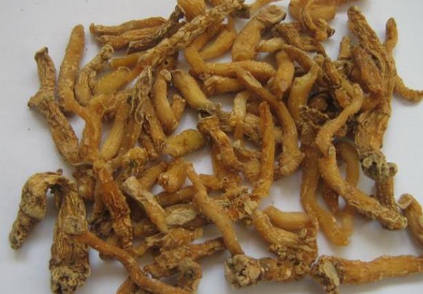 血糖高可以吃玉竹吗玉竹怎么吃降血糖(玉竹 降血糖)