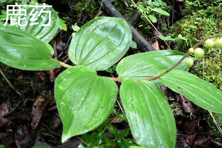 鹿药和鹿莲的区别