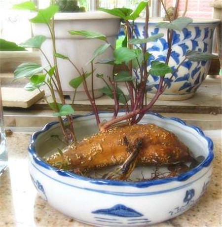 水培植物有哪些好养活