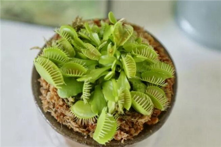 哪些花会吃虫子