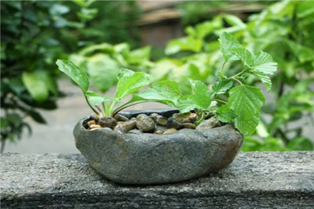 路边捡的石头可以放鱼缸吗