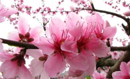 冬季桃树怎么修剪