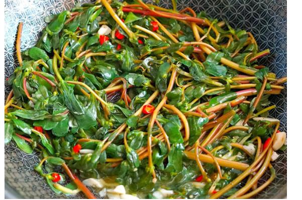 清炒马齿苋需要焯水吗马齿苋不焯水有毒吗(马齿苋清炒怎么做好吃?)