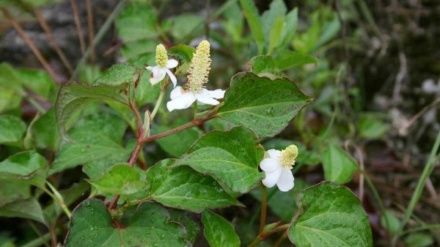 蕺菜的功效与作用(莕菜的功效与作用)