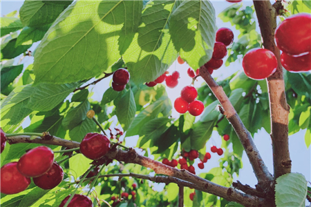 樱桃树10公分价格