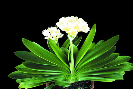 怎么让君子兰叶子油绿光亮