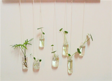 水培植物有哪些好养活