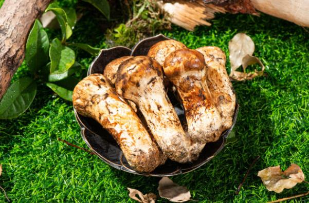 鲜松茸和干松茸哪个好松茸怎么晒干保存(新鲜松茸跟干松茸)