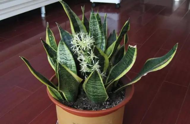 哪种花吸甲醛好