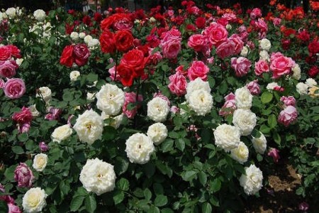 秋天开什么花的名字