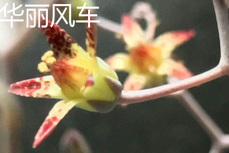 紫乐和华丽风车区别大吗