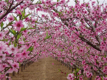 冬季桃树怎么修剪