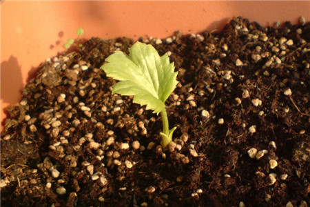 花毛茛繁殖方式