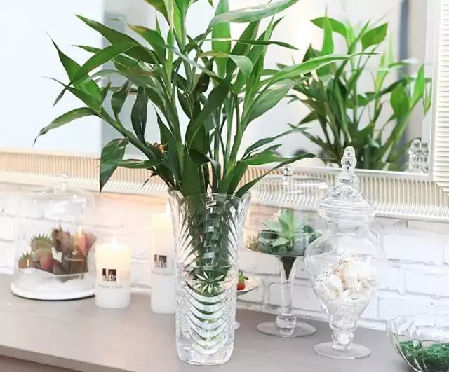 哪种花吸甲醛好