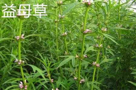 西洋蓍草和欧蓍草