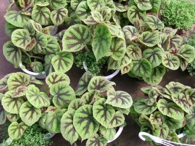 哪种花吸甲醛好