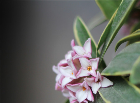 金边瑞香什么时候出花苞