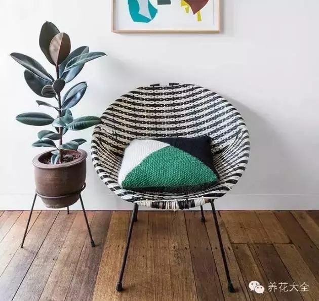 哪种花吸甲醛好