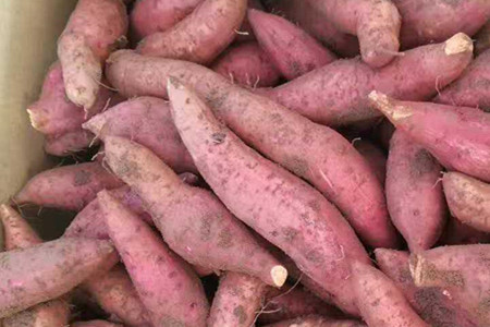 西瓜红薯苗特点