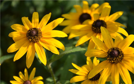 黑心菊开花及欣赏方法