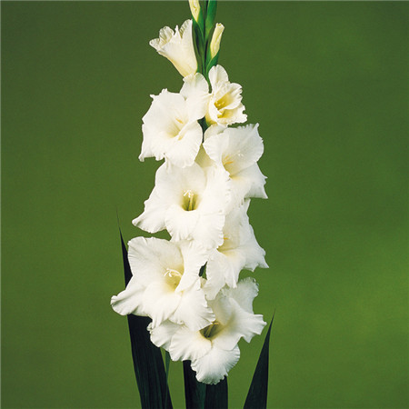 唐菖蒲的栽培管理要点