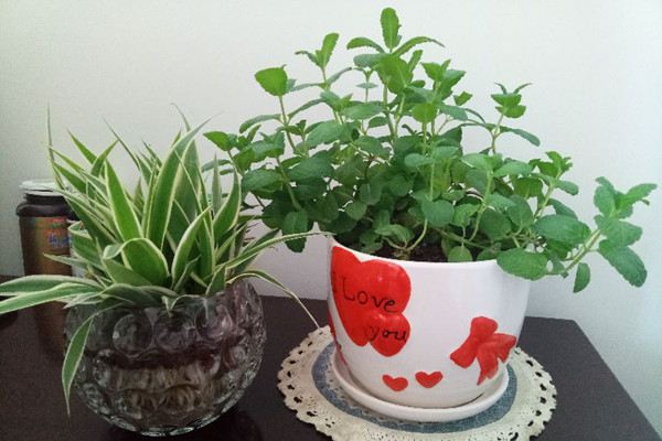 高价花盆竟被扔在垃圾桶旁！捡不捡(扔花盆有什么忌讳)