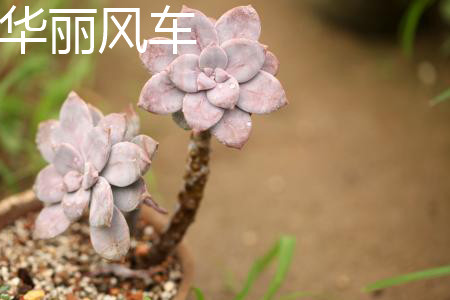 紫乐和华丽风车区别大吗