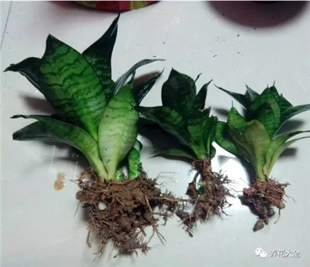 扔花盆有什么忌讳