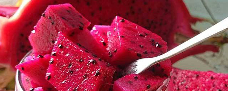 火龙果苗冬天怎么过冬(火龙果苗冬天怎么过冬视频)