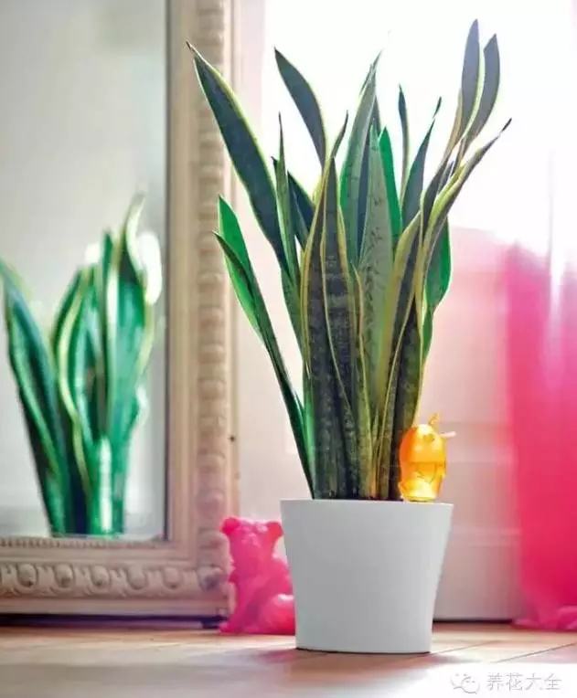 哪种花吸甲醛好