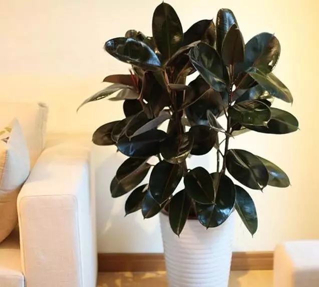 哪种花吸甲醛好