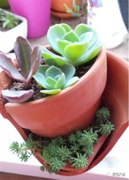 扔花盆有什么忌讳