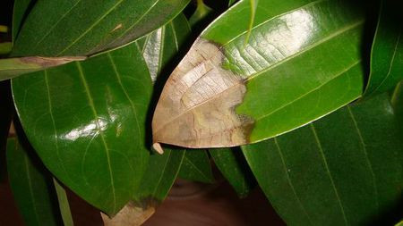 平安树的病害都有哪些怎么治疗