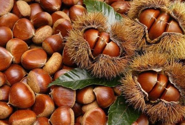 听说吃板栗可以补肾是这样吗.?