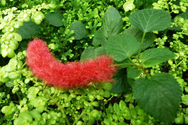 狗尾红和猫尾红的区别(红色狗尾草叫什么)