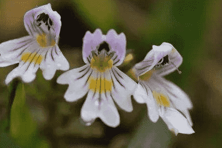 小米草是什么东西