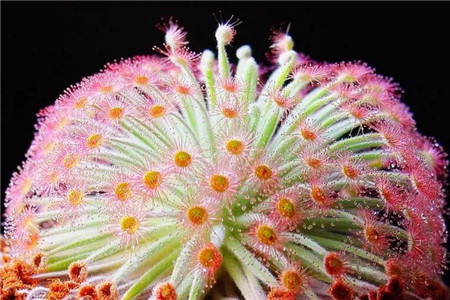 哪些花会吃虫子