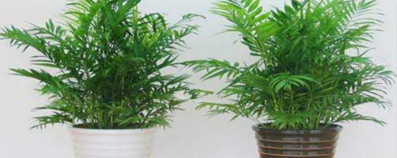 夏威夷竹子怎么修剪(夏威夷竹子怎么修剪枝条)