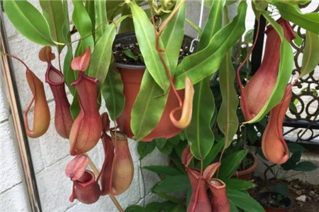 哪些花会吃虫子