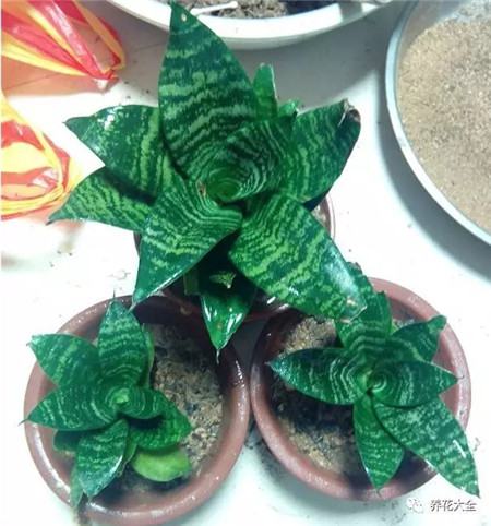 扔花盆有什么忌讳