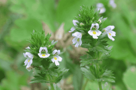 小米草是什么东西