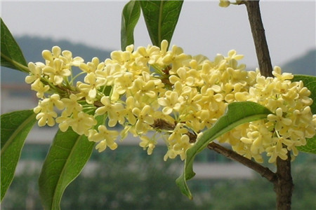 秋天开什么花的名字