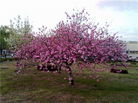 冬季桃树怎么修剪