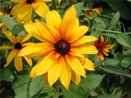 黑心菊开花及欣赏方法